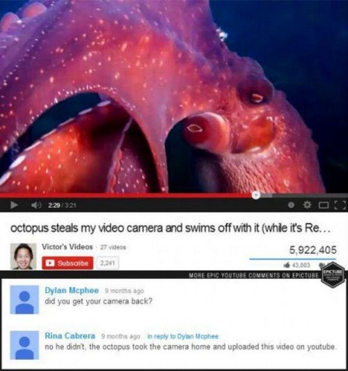 octopus - 229321 octopus steals my video camera and swims off with it whle it's Re... Victor's Videos 27 videos 5,922,405 Subscribe 3.005 More Epic Youtube On Epicture Dylan Mcphee 9 months ago did you get your camera back? Rina Cabrera 9 months ago to Dy