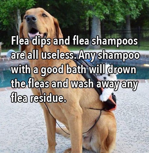 photo caption - Flea dips and flea shampoos are all useless. Any shampoo with a good bath will drown the fleas and wash away any flea residue.