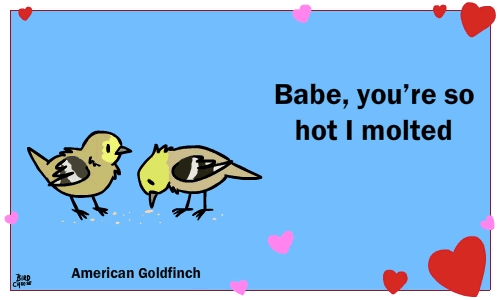 bird valentine - Babe, you're so hot I molted American Goldfinch