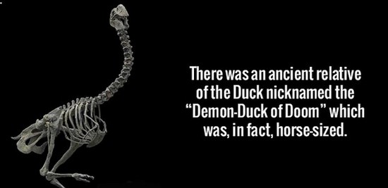 Incredible fun facts that every fact-lover should know