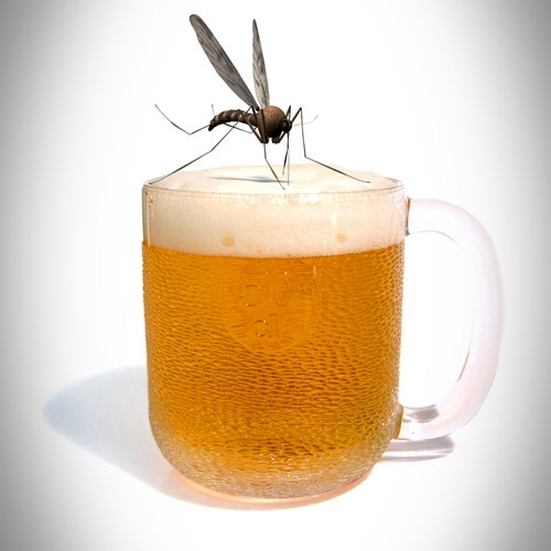 mosquito drinking beer