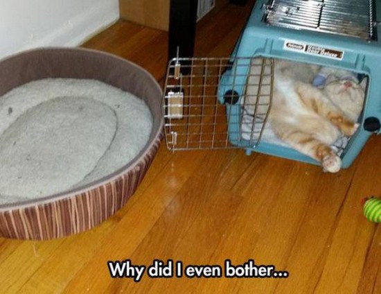 Cat Logic