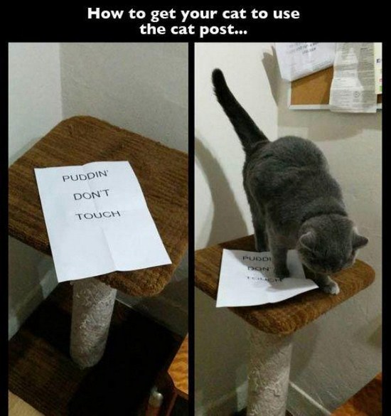 Cat Logic