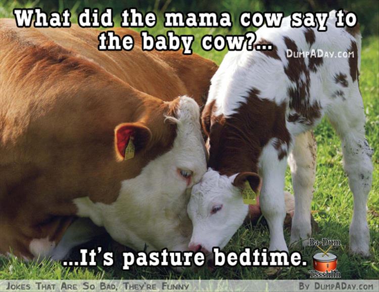 mother and child cow - What did the mama cow say to the baby cow?.. Dumpaday.Com BaDom ...It's pasture bedtime. Tssshhh By Dumpaday.Com Jokes That Are So Bad, They'Re Funny