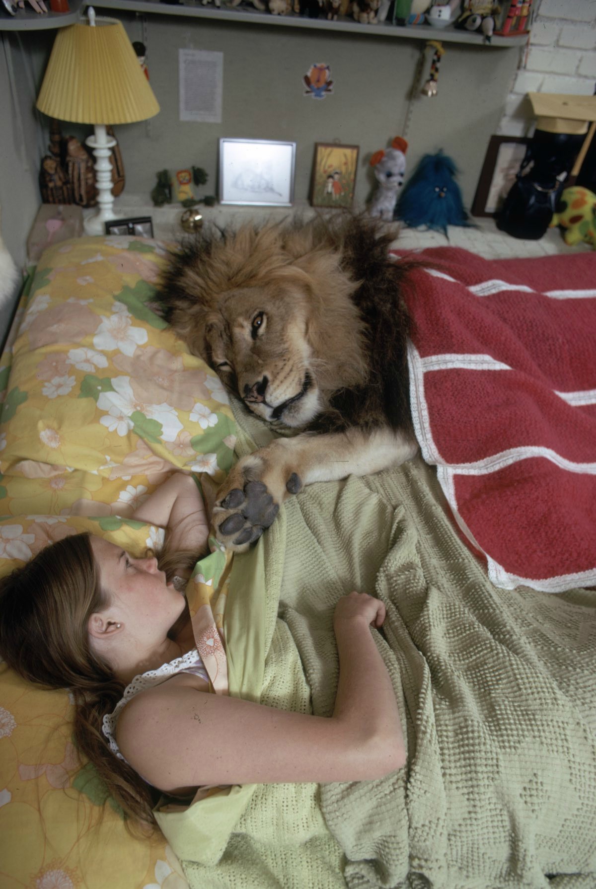 Living With A Lion
