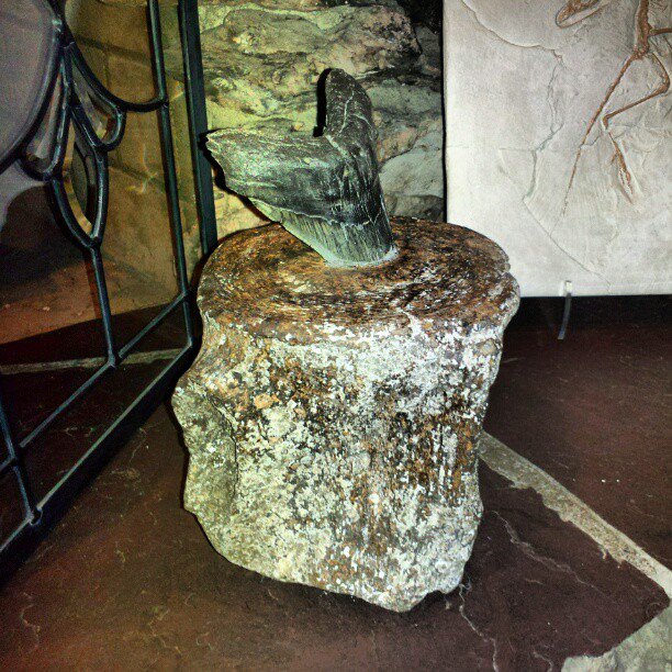 Megalodon tooth in a whale vertebrae