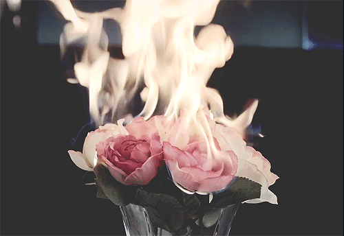 burning roses