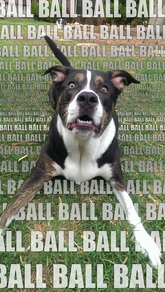 throw the ball dog - Ball Ball Ball Ball All Bauball Ball Bali Ball Ball Vll Ball Ballbau Allballbaka Ulball Rail Ball Bali Il Ball, Ball Be Ballba Ll Ball Ball Batt Dall Ball Bali LBall Ball Ball Ball Alballball Ball Bal Ball Ball Ball Ball Ball Bal Ball