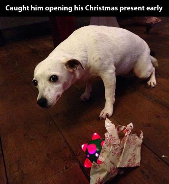 dankest doggo meme - Caught him opening his Christmas present early
