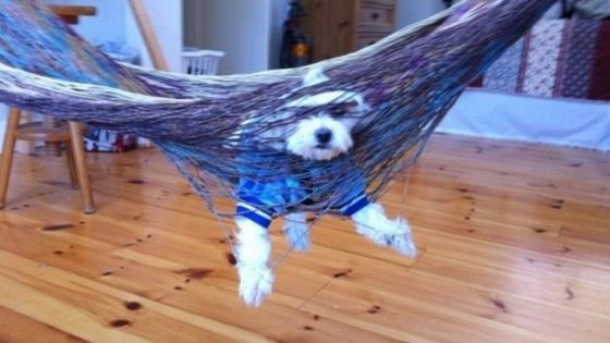 dog stuck in hammock