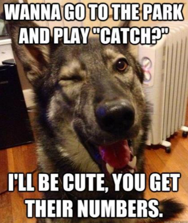 good dog meme - Wanna Go To The Park _ And Play "Catch?" I'Ll Be Cute, You Get Their Numbers.