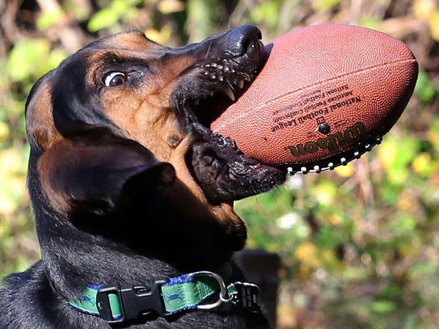 unlucky dogs - Sur Les National Football League Amed Football canta National Fat Tema