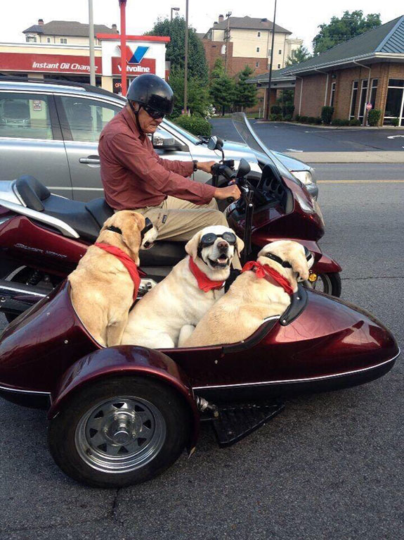 motorcycle sidecar dog - Instant Oil Chan lvoline