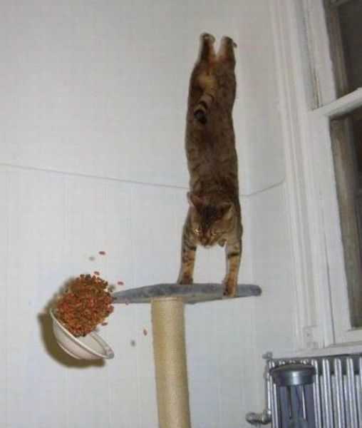gymnastic cat