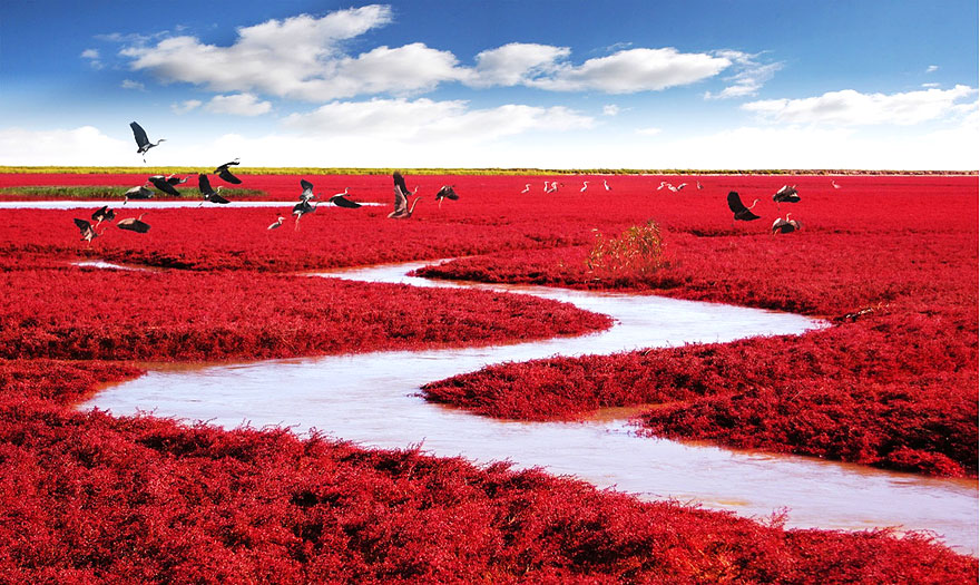 Red Beach in Panjin, China