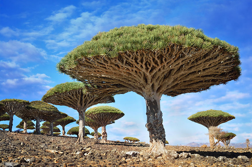 Dragonblood Trees located in Socotra, Yemen