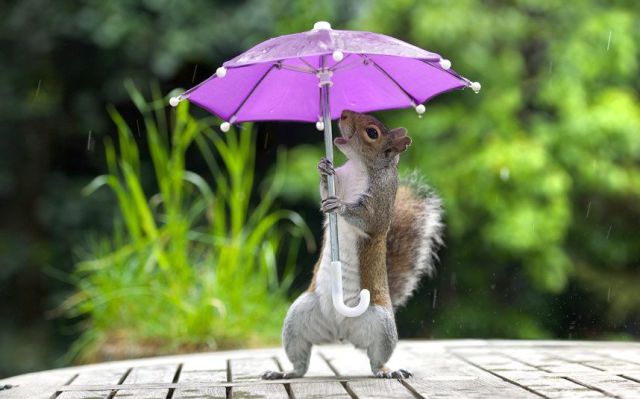 tiny umbrella