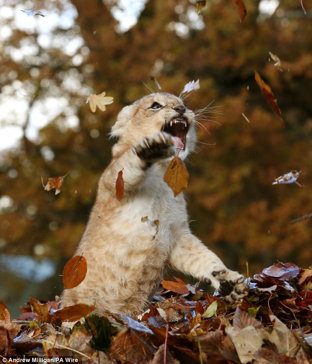 lion cub playing in leaves - Andrew Milligan Pa Wire