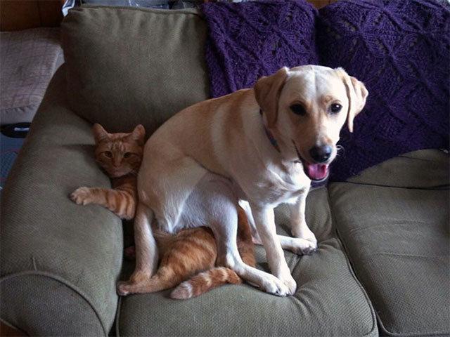 25 Pets Who Have No Respect For Your Personal Space