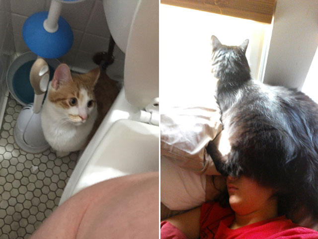 25 Pets Who Have No Respect For Your Personal Space
