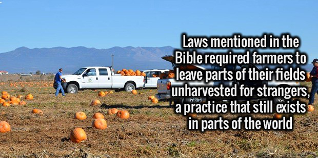 wilderness - Laws mentioned in the Bible required farmers to leave parts of their fields unharvested for strangers, a practice that still exists in parts of the world Binne
