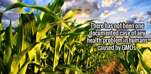 Pic, 19. - There has not been one documented case of any health problem in humans caused by GMOs.