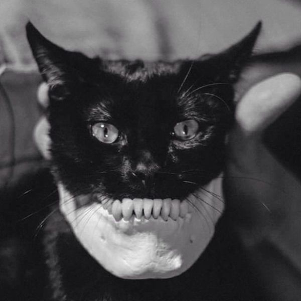 cat human skull