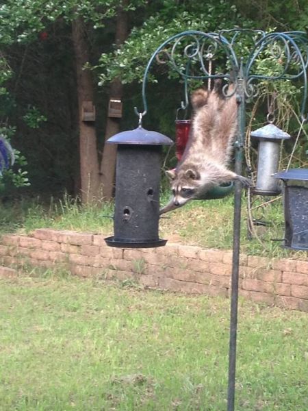 raccoon stealing food