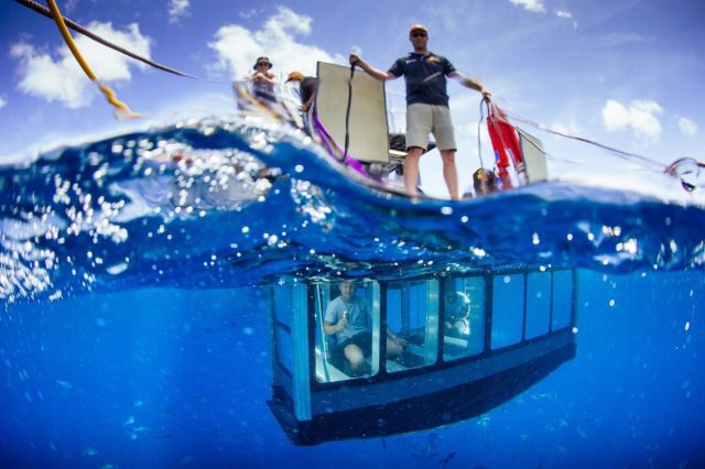 port lincoln shark diving