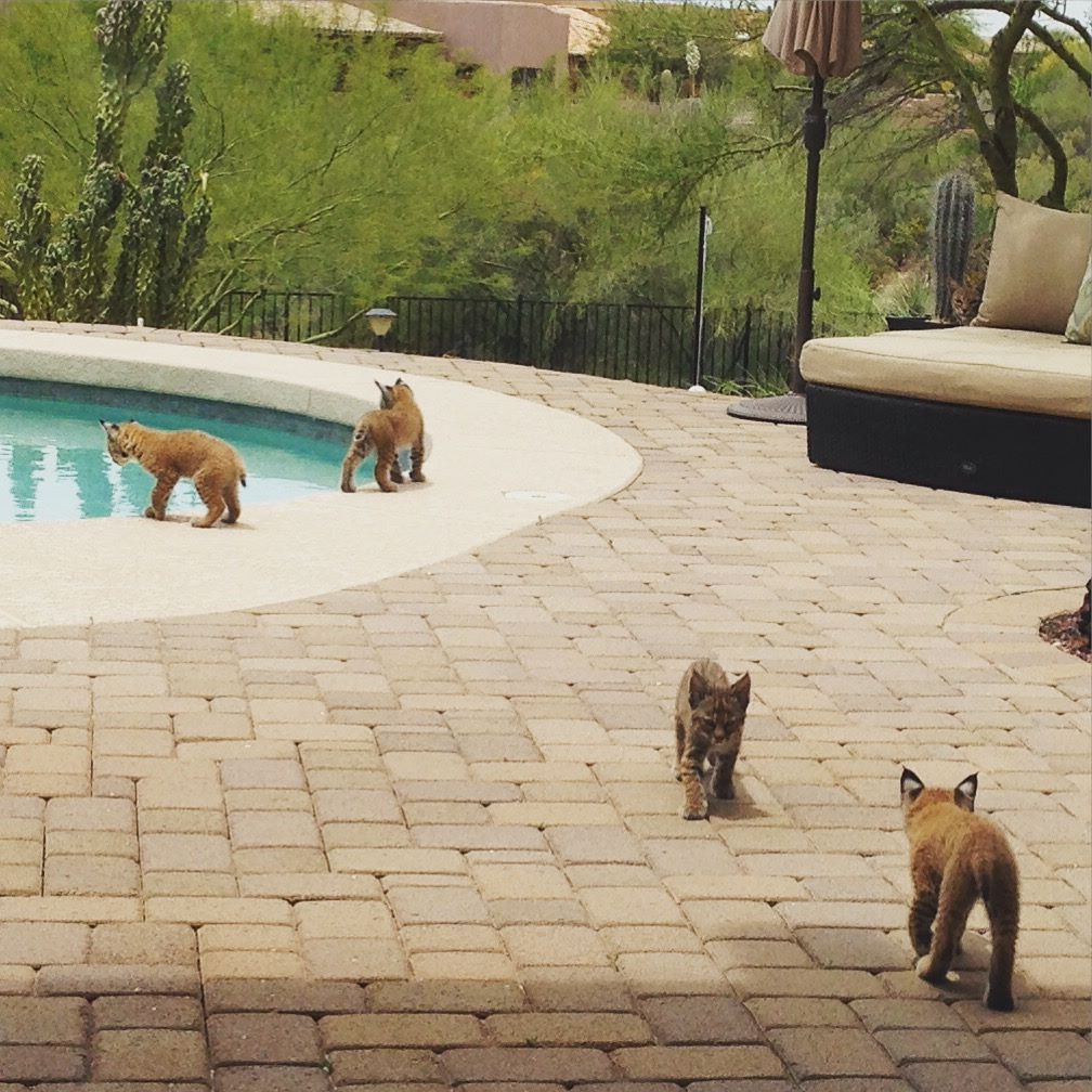 mountain lions in scottsdale az