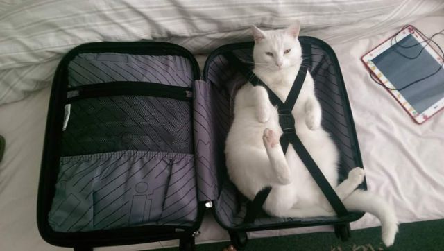 only packing the essentials cat -