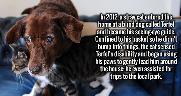 In 2012, a stray cat entered the home of a blind dog called Terfel and became his seeingeye guide. Confined to his basket so he didn't bump into things, the cat sensed Terfel's disability and began using his paws to gently lead him around the house he eve