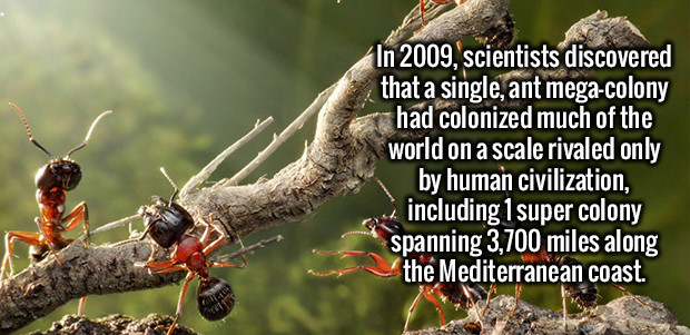 ants hd - In 2009, scientists discovered that a single, ant megacolony rahad colonized much of the world on a scale rivaled only by human civilization, including 1 super colony spanning 3,700 miles along the Mediterranean coast.