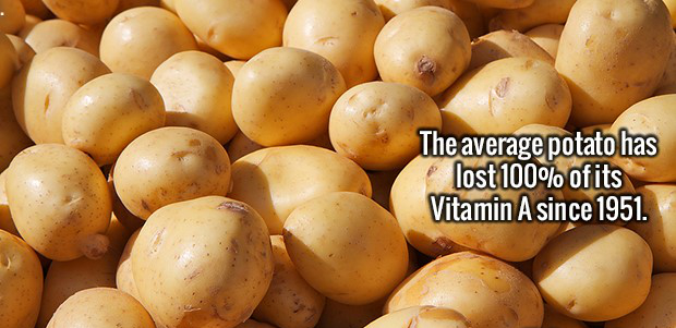 potato in hooghly - The average potato has lost 100% of its Vitamin A since 1951.