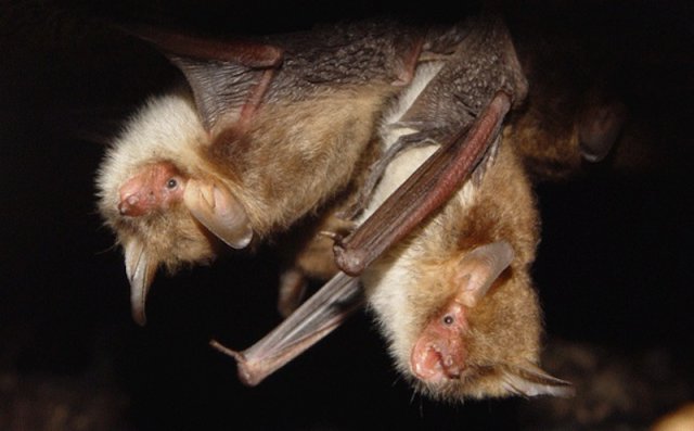 Bats are the only other organisms that practice fellatio. Female bats will often over and lick their partner’s parts to extend intercourse. You’d think that the males would finish even faster, but that’s strangely not the case. In instances where the female didn’t lick her partner, the sex lasted an average of 100 seconds faster.