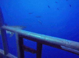 shark in cage gif