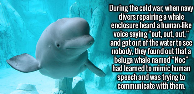 interesting facts speech - During the cold war, when navy divers repairinga whale enclosure heard a human voice saying "out, out, out," and got out of the water to see nobody, they found out that a beluga whale named "Noc" had learned to mimic human speec