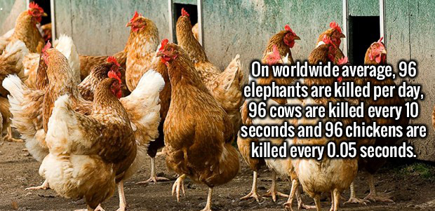 pecking party - On worldwide average, 96 elephants are killed per day, 96 cows are killed every 10 seconds and 96 chickens are killed every 0.05 seconds.