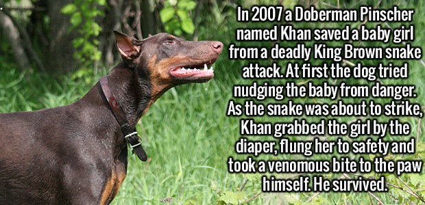 red doberman pinscher - In 2007 a Doberman Pinscher named Khan saved a baby girl from a deadly King Brown snake attack. At first the dog tried nudging the baby from danger. As the snake was about to strike, Khan grabbed the girl by the diaper, flung her t
