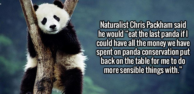 panda funny - Naturalist Chris Packham said he would eat the last panda if| could have all the money we have spent on panda conservation put back on the table for me to do more sensible things with."