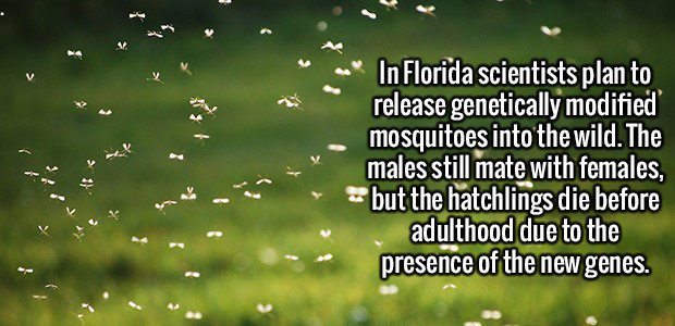 nature - In Florida scientists plan to release genetically modified mosquitoes into the wild. The males still mate with females, but the hatchlings die before adulthood due to the presence of the new genes.