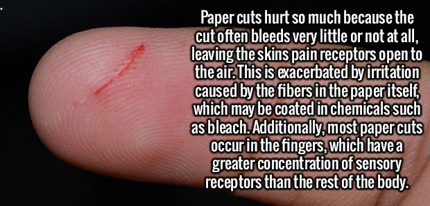 lip - Paper cuts hurt so much because the cut often bleeds very little or not at all, leaving the skins pain receptors open to the air. This is exacerbated by irritation caused by the fibers in the paper itself, which may be coated in chemicals such as bl
