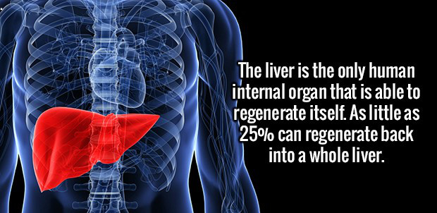 human liver - The liver is the only human internal organ that is able to regenerate itself. As little as 25% can regenerate back into a whole liver.