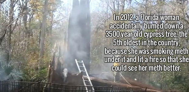 nature - In 2012, a Florida woman accidentally burned down a 3500 year old cypress tree, the 5th oldest in the country, because she was smoking meth under it and lit a fire so that she could see her meth better.