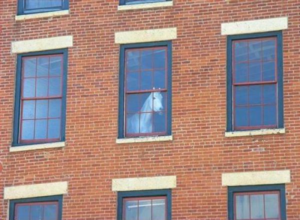 gifs - white horse looking out a window of a building