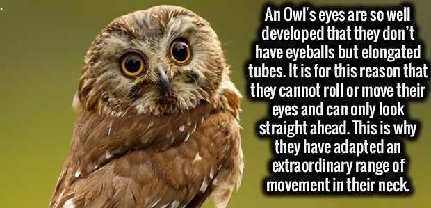 An Owl's eyes are so well developed that they don't have eyeballs but elongated tubes. It is for this reason that they cannot roll or move their eyes and can only look straight ahead. This is why they have adapted an extraordinary range of movement in…