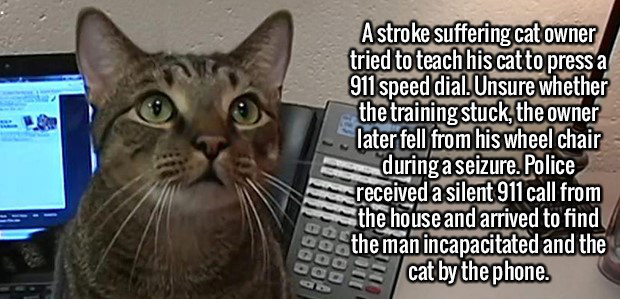 random warrior cat facts - A stroke suffering cat owner tried to teach his catto press a 911 speed dial. Unsure whether the training stuck, the owner later fell from his wheel chair during a seizure. Police received a silent 911 call from the house and ar