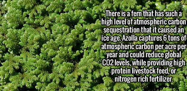 kale facts random - There is a fern that has such a high level of atmospheric carbon sequestration that it caused an ice age. Azolla captures 6 tons of atmospheric carbon per acre per year and could reduce global CO2 levels, while providing high a protein