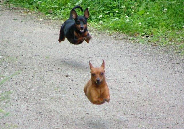 perfect timing hover dogs