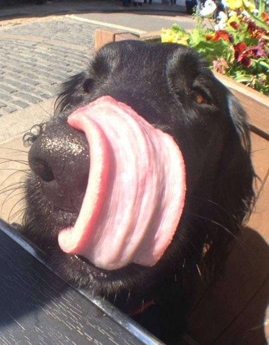 perfect timing really long dog tongue